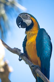 Parrot Pet Insurance
